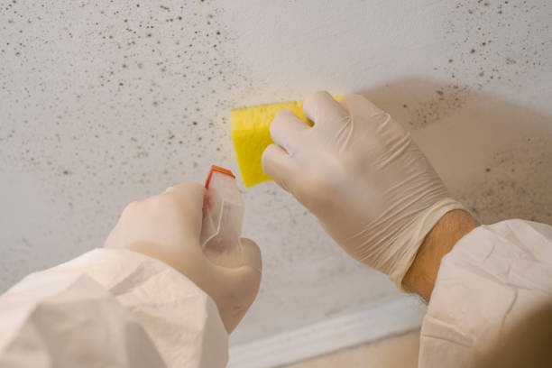 Best Commercial Mold Inspection  in Yulee, FL