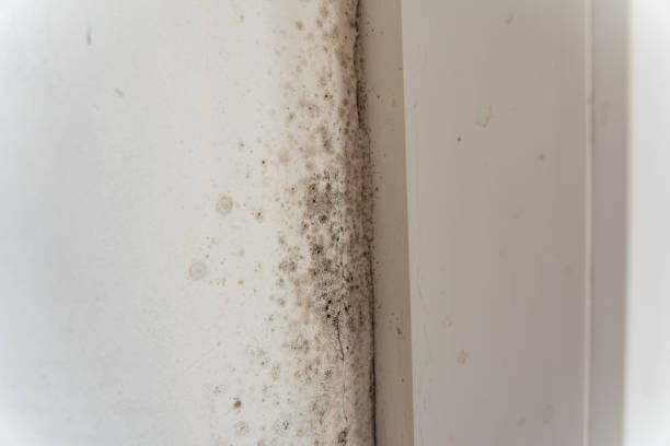 Best Black Mold Removal  in Yulee, FL